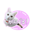 うち3びきのねこ（個別スタンプ：26）