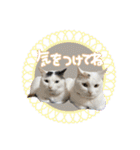 うち3びきのねこ（個別スタンプ：31）