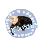 うち3びきのねこ（個別スタンプ：32）