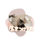 うち3びきのねこ（個別スタンプ：40）