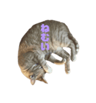 ฅ^•ω•^ฅ猫のスタンプฅ^•ω•^ฅ（個別スタンプ：2）