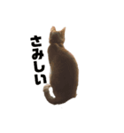 ฅ^•ω•^ฅ猫のスタンプฅ^•ω•^ฅ（個別スタンプ：4）