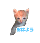 ฅ^•ω•^ฅ猫のスタンプฅ^•ω•^ฅ（個別スタンプ：6）