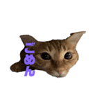 ฅ^•ω•^ฅ猫のスタンプฅ^•ω•^ฅ（個別スタンプ：8）