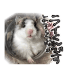 ゴールデンハムスター ライくんワールド（個別スタンプ：8）