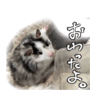 ゴールデンハムスター ライくんワールド（個別スタンプ：10）