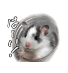 ゴールデンハムスター ライくんワールド（個別スタンプ：13）