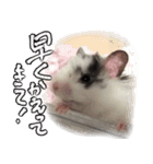 ゴールデンハムスター ライくんワールド（個別スタンプ：14）