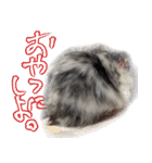 ゴールデンハムスター ライくんワールド（個別スタンプ：15）