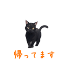 ほとんど黒猫スタンプVol.1（個別スタンプ：6）