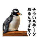 法廷ペンギン【煽り・動物・面白い】（個別スタンプ：3）