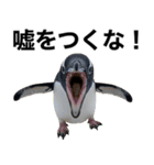 法廷ペンギン【煽り・動物・面白い】（個別スタンプ：4）