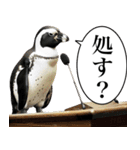 法廷ペンギン【煽り・動物・面白い】（個別スタンプ：5）