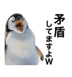 法廷ペンギン【煽り・動物・面白い】（個別スタンプ：12）