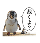 法廷ペンギン【煽り・動物・面白い】（個別スタンプ：13）