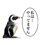 法廷ペンギン【煽り・動物・面白い】（個別スタンプ：14）