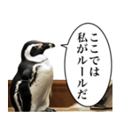 法廷ペンギン【煽り・動物・面白い】（個別スタンプ：16）