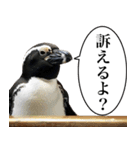 法廷ペンギン【煽り・動物・面白い】（個別スタンプ：23）