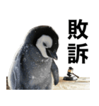 法廷ペンギン【煽り・動物・面白い】（個別スタンプ：30）