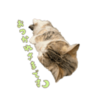 甘えんぼうのよぐ3（個別スタンプ：14）