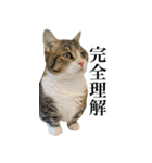 甘えんぼうのよぐ3（個別スタンプ：19）