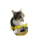 甘えんぼうのよぐ3（個別スタンプ：25）