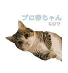 甘えんぼうのよぐ3（個別スタンプ：32）