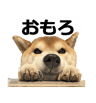 しゃべる柴犬（日常会話編6）（個別スタンプ：1）