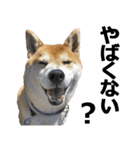 しゃべる柴犬（日常会話編6）（個別スタンプ：3）