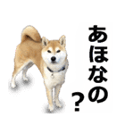 しゃべる柴犬（日常会話編6）（個別スタンプ：5）