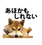 しゃべる柴犬（日常会話編6）（個別スタンプ：6）