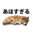 しゃべる柴犬（日常会話編6）（個別スタンプ：7）