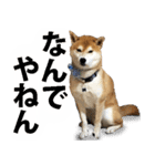 しゃべる柴犬（日常会話編6）（個別スタンプ：8）