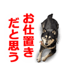 しゃべる柴犬（日常会話編6）（個別スタンプ：9）