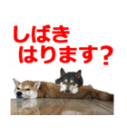 しゃべる柴犬（日常会話編6）（個別スタンプ：10）