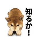 しゃべる柴犬（日常会話編6）（個別スタンプ：11）