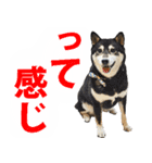 しゃべる柴犬（日常会話編6）（個別スタンプ：12）