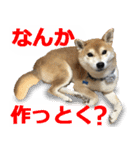 しゃべる柴犬（日常会話編6）（個別スタンプ：13）