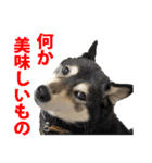 しゃべる柴犬（日常会話編6）（個別スタンプ：14）