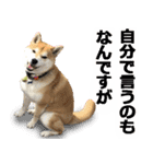 しゃべる柴犬（日常会話編6）（個別スタンプ：21）