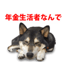 しゃべる柴犬（日常会話編6）（個別スタンプ：22）