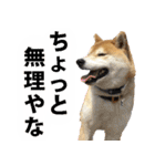 しゃべる柴犬（日常会話編6）（個別スタンプ：23）