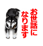 しゃべる柴犬（日常会話編6）（個別スタンプ：24）