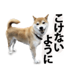 しゃべる柴犬（日常会話編6）（個別スタンプ：25）