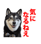 しゃべる柴犬（日常会話編6）（個別スタンプ：26）