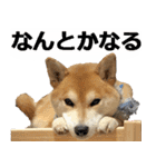 しゃべる柴犬（日常会話編6）（個別スタンプ：29）