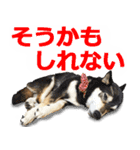 しゃべる柴犬（日常会話編6）（個別スタンプ：31）