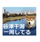 しゃべる柴犬（日常会話編6）（個別スタンプ：34）