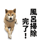 しゃべる柴犬（日常会話編6）（個別スタンプ：35）