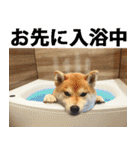 しゃべる柴犬（日常会話編6）（個別スタンプ：36）